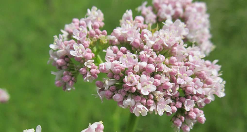 essential oils for relaxation