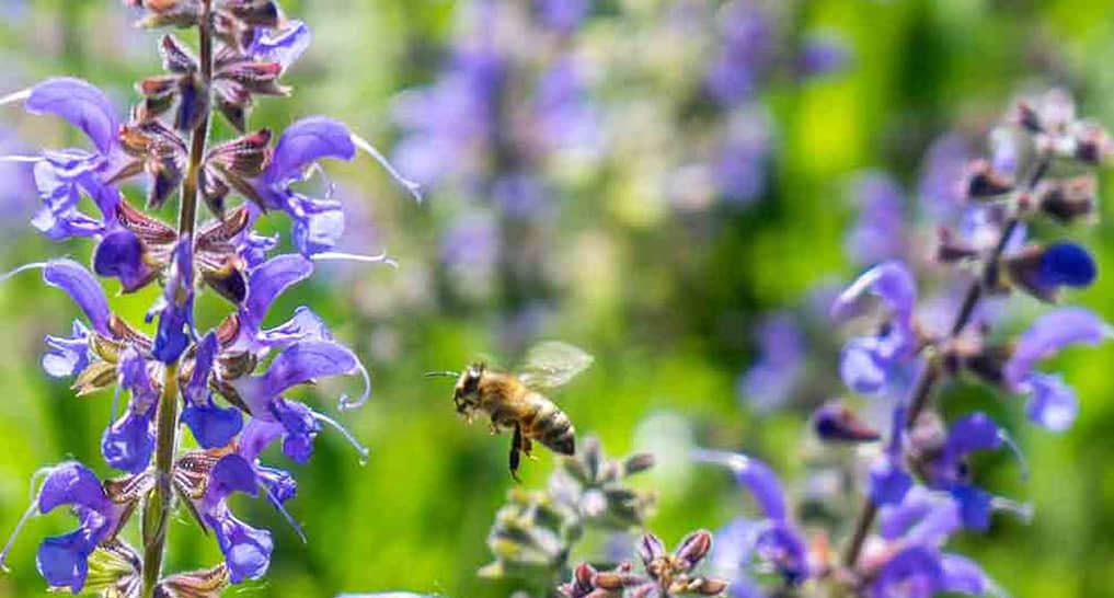 essential oils for sleep and relaxation