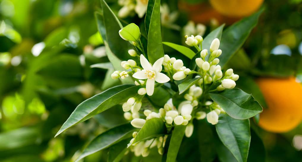 essential oils for sleep & relaxation