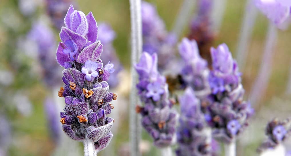 essential oils for sleep