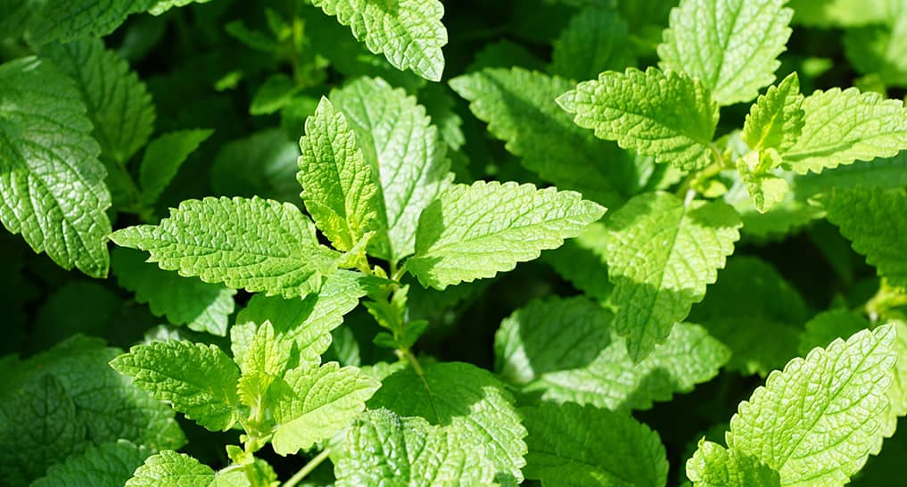 sleep & relaxation essential oils