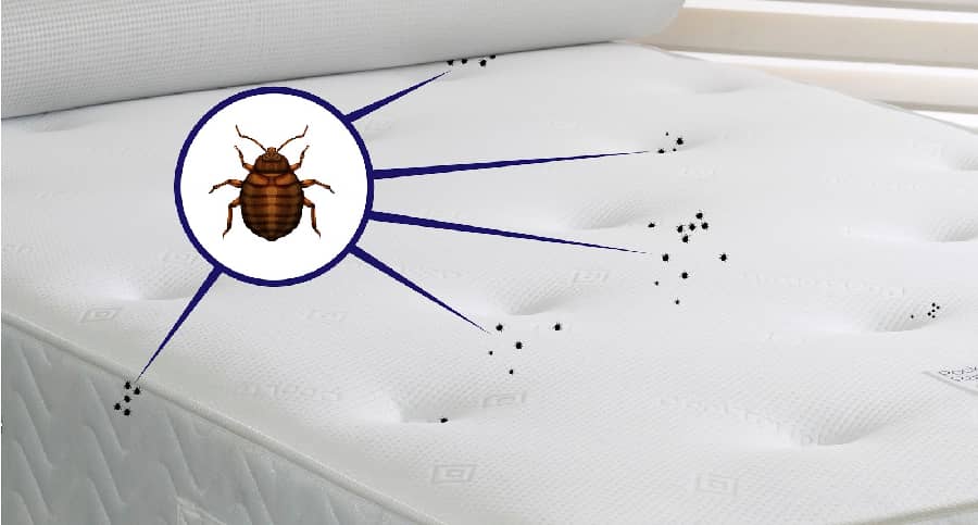bed bug