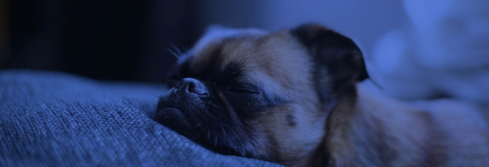 How Much Sleep Does Your Dog Need