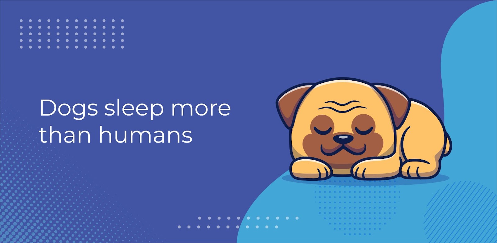 How Much Sleep Does Your Dog Need