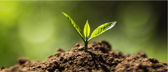 plant growing up