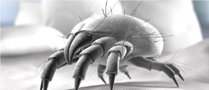 Mites on a mattress